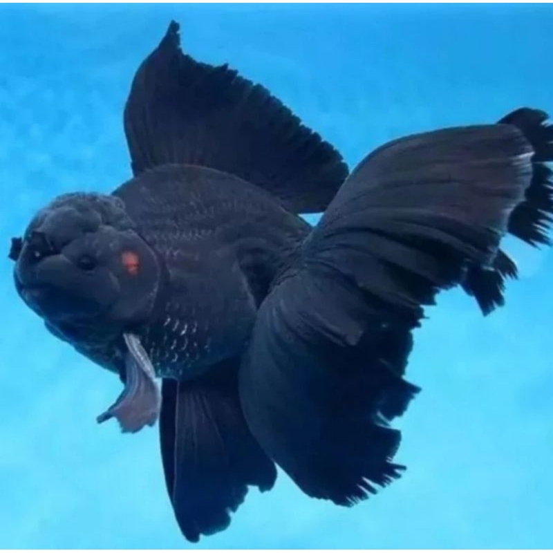ORANDA BLACK GRADE  A&F1