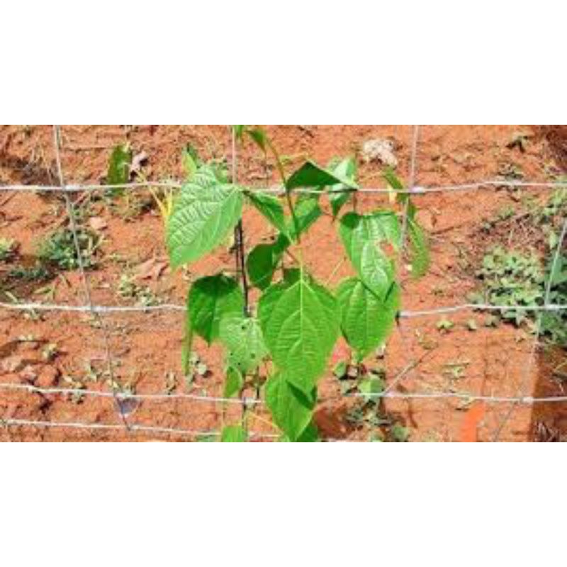 BIBIT BIJI KACANG SACHA INCHI