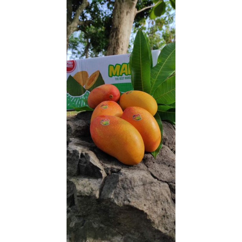 Bibit Buah Mangga Podang Gunung Kirim Full Media