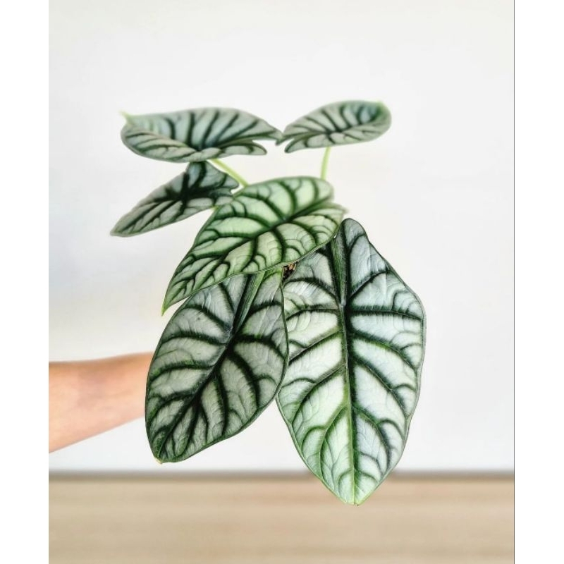 tanaman hias alocasia silver dragon - dragon silver