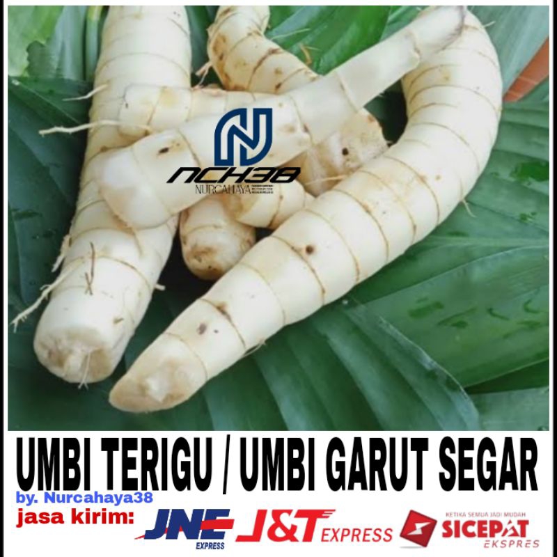 

Terigu | Umbi Garut fresh 1 KG