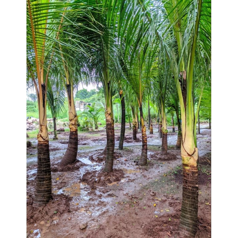Pohon kelapa gading sudah termasuk ongkos kirim