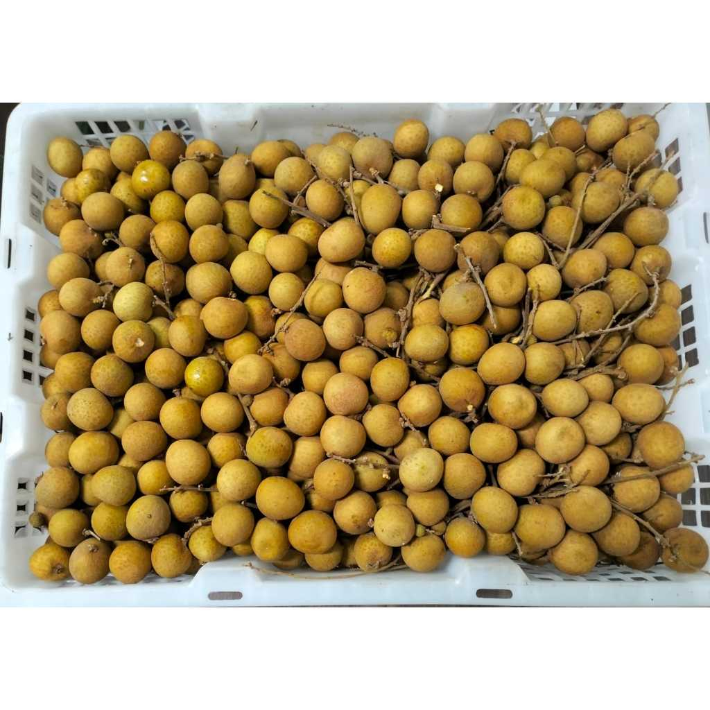 

Kelengkeng atau Longan Per Box