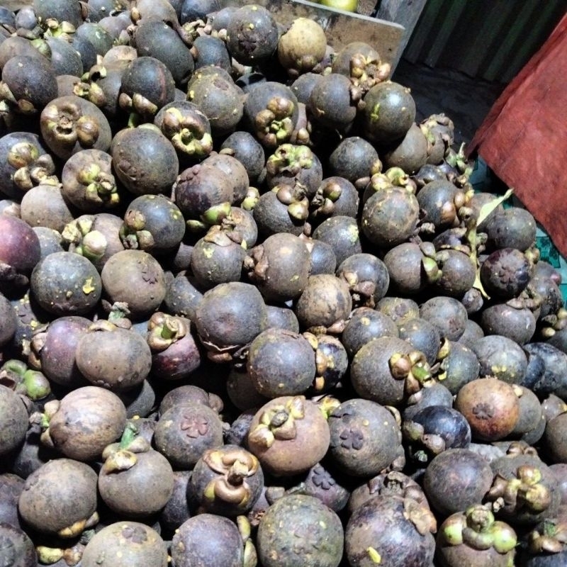 

mangggis manis segar