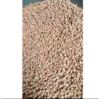 bibit kedelai putih/kedelai tempe 1 kg