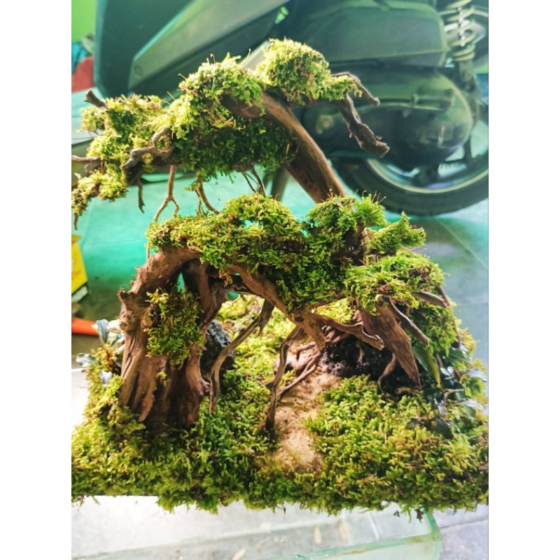 Hardscape aquascape aquarium 30cm