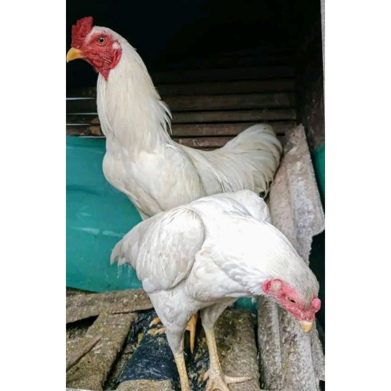sepasang ayam Bangkok Silangan birma putih udah bertelur