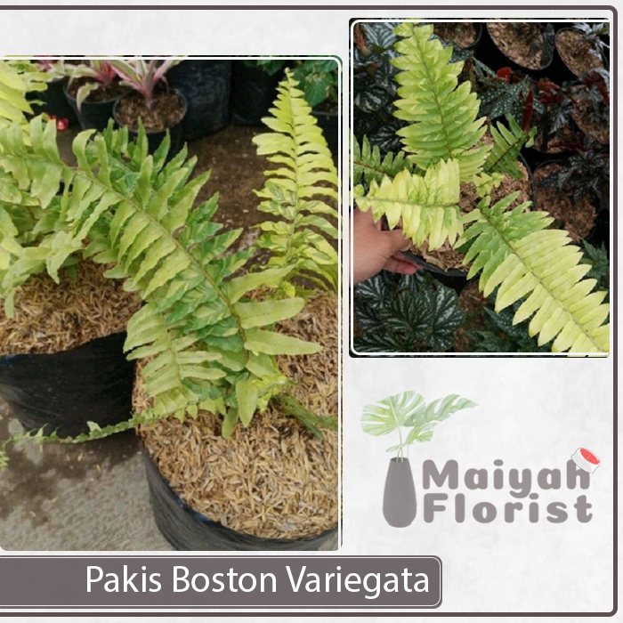 Tanaman Hias Gantung Pakis Boston Variegata - Nephrolepis exaltata