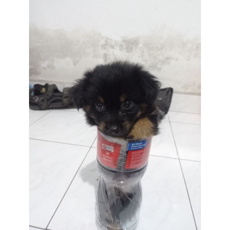 anak anjing
