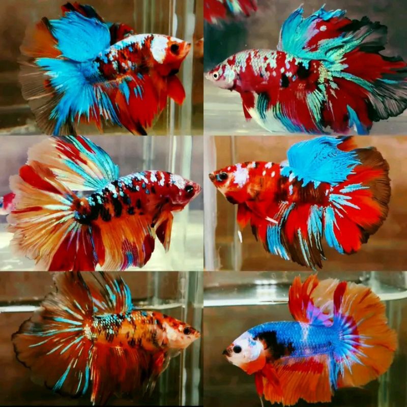 Ikan cupang Hm Multycolor Size L Jumbo