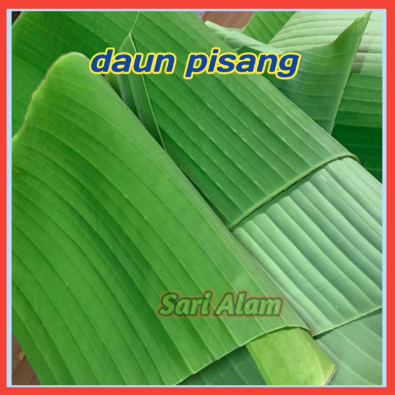 

Daun pisang segar kualitas super, bersih dan lebar