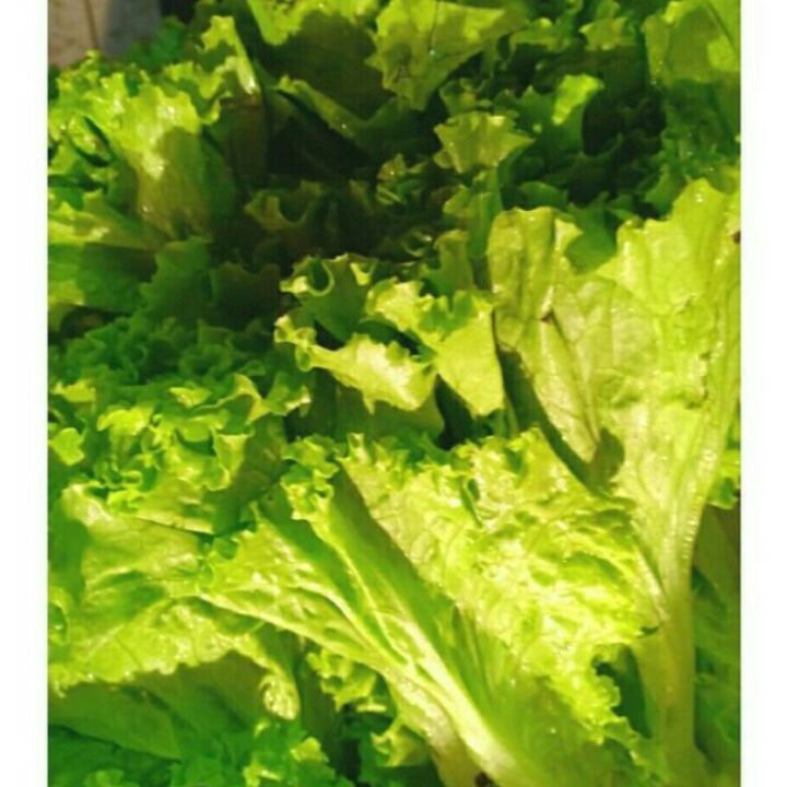 

PROMO SALE selada keriting 1kg