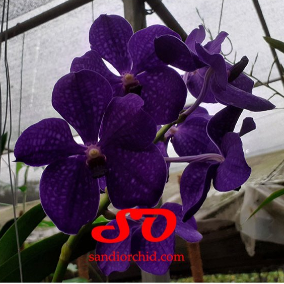 [ DEWASA ] Vanda Pachara Delight : Kecantikan Safir Gelap yang Sulit Dilupakan