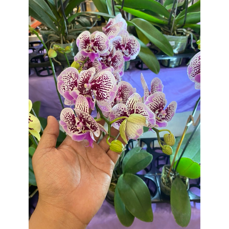 Anggrek Bulan Mekar Knop