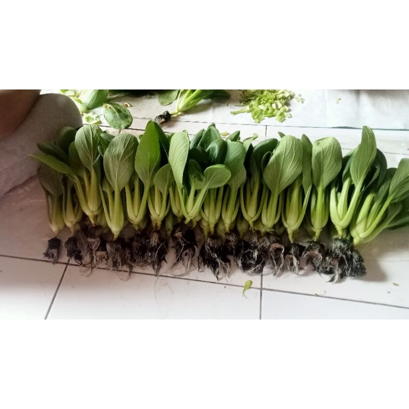 

Pakcoy hidroponik