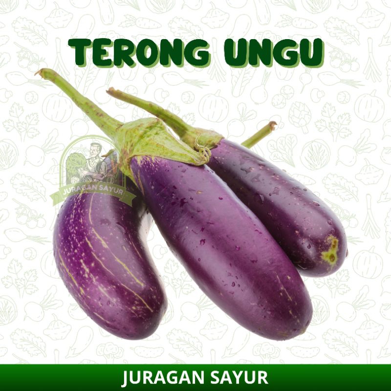 

TERONG UNGU
