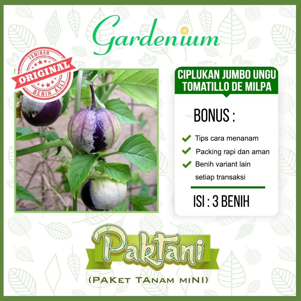 3 Benih Ciplukan Jumbo Ungu Tomatillo De Milpa Tanaman Buah Unggul Unggul Paktani