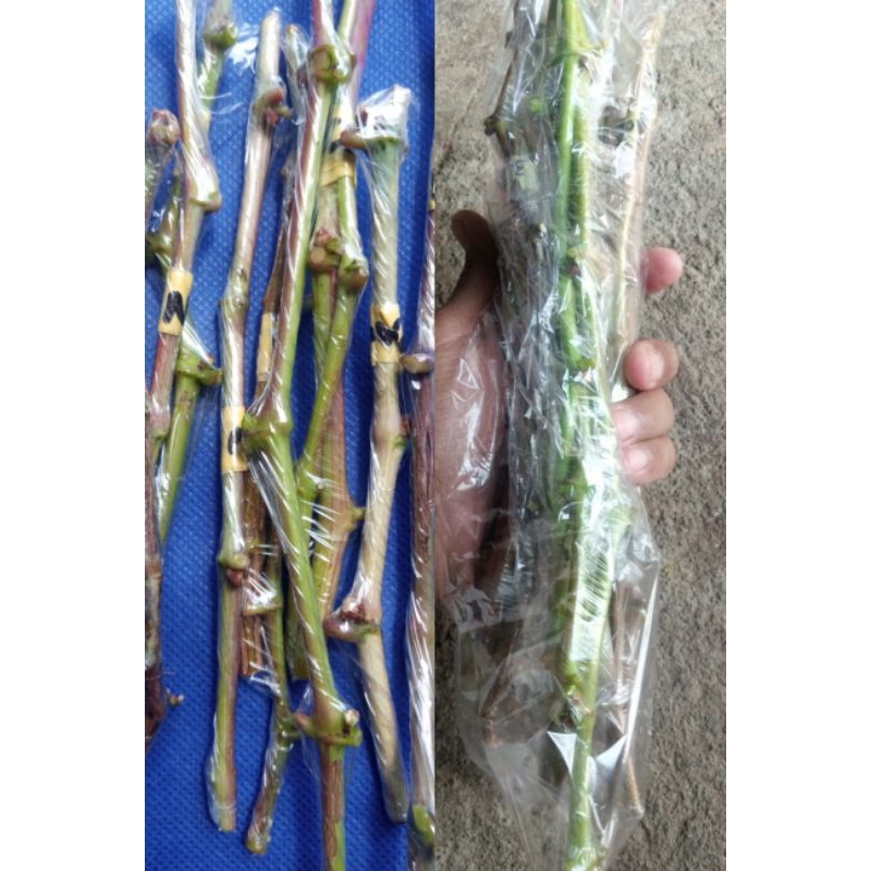 PAKET ENTRES ANGGUR IMPORT BANYAK VARIAN MANIS