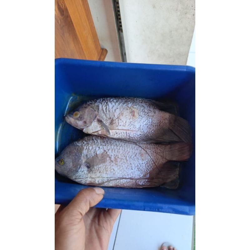 

gurami hidup dibersihkan kiloan