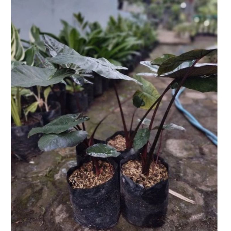 tanaman hias sente hitam bibit sente hitam