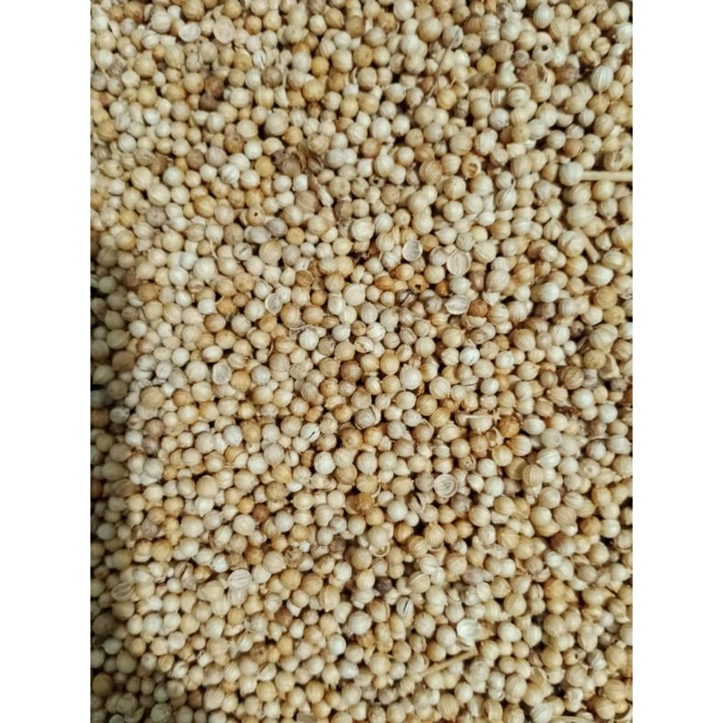 

Ketumbar katuncar biji