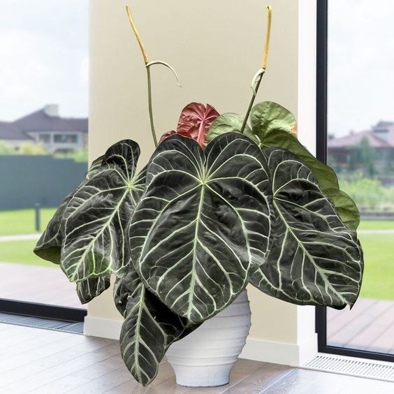 tanaman hias anthurium magnificum batang kotak jumbo