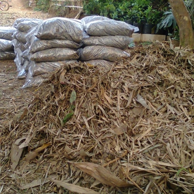 daun bambu kering