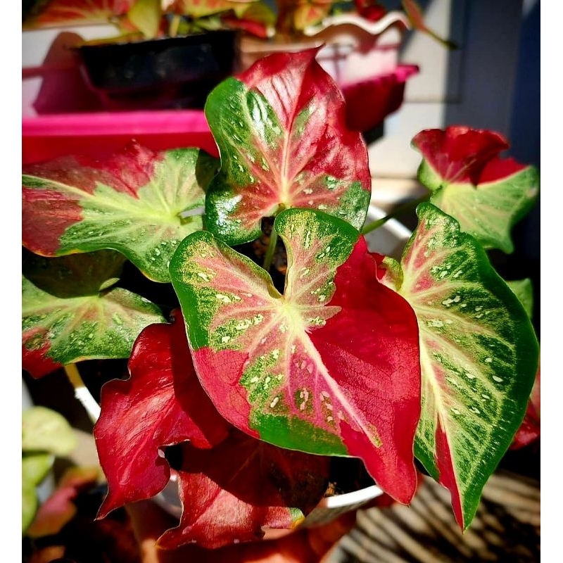 Caladium Cat Tumpah Tanaman Hias Cat Tumpah Caladium / Keladi Cat Tumpah Tanaman Hias Murah Meriah B
