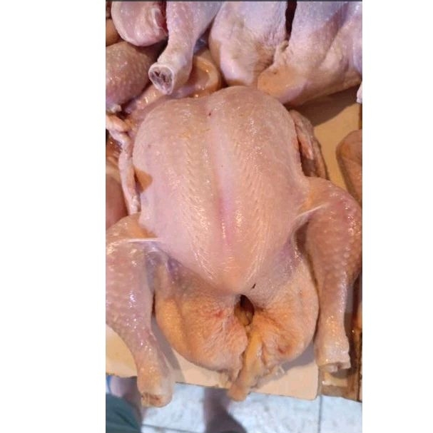 

Ayam per 1 ekor 1.2 .1.3kg