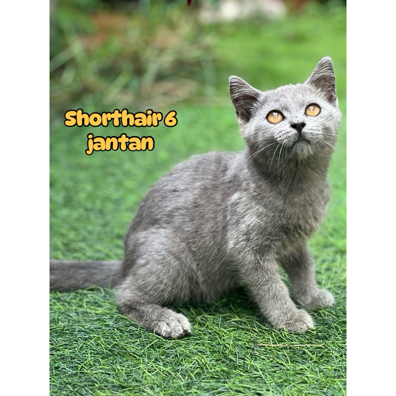kucing british shorthair kawe