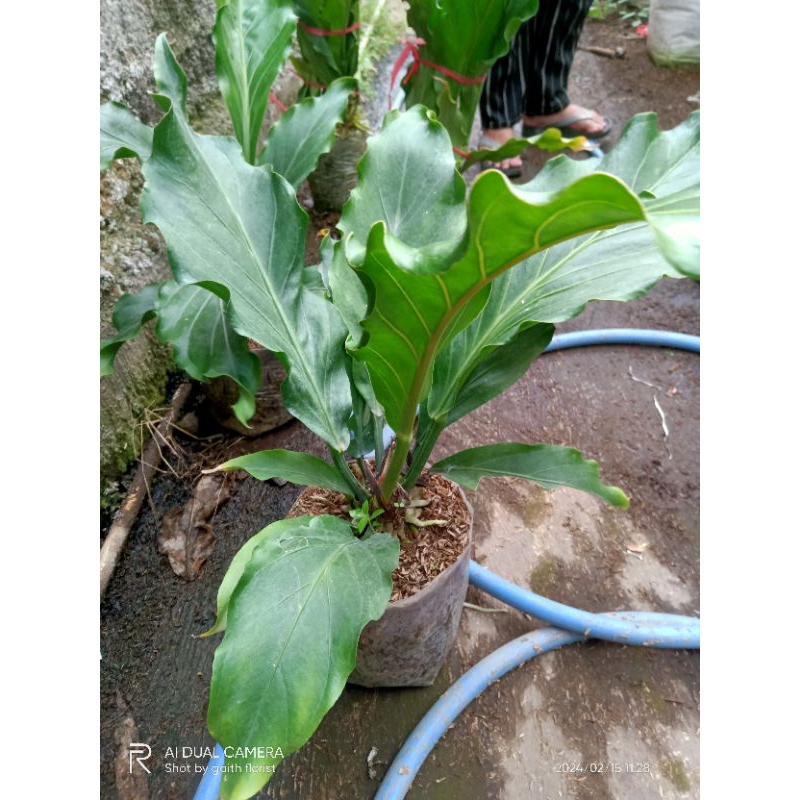 tanaman hias anthurium gelombang cinta ukuran besar