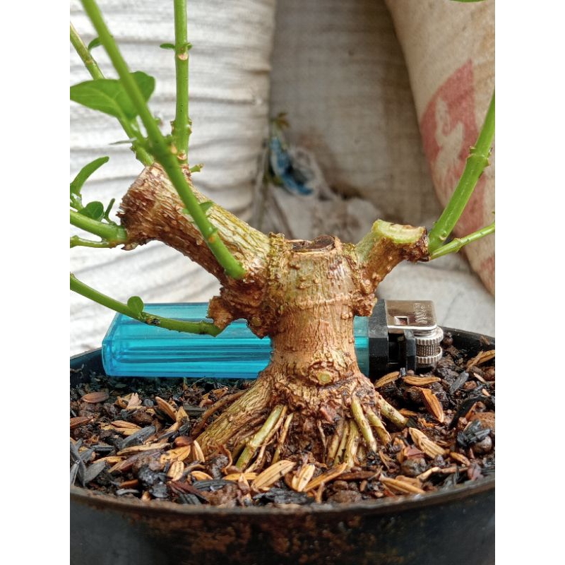 Bahan Bonsai Sancang Mame Prokar Program Akar Realpict Sesuai Foto