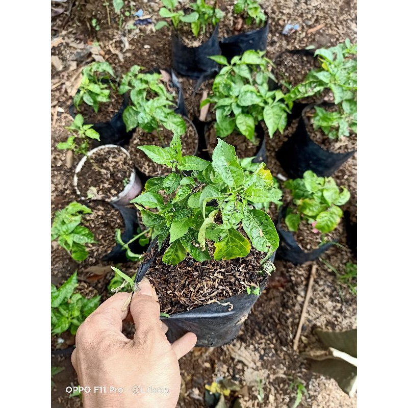 Tanaman Cabe Rawit / Pohon Cabe Rawit Hijau / Tanaman cabe / Pohon Cabe hijau