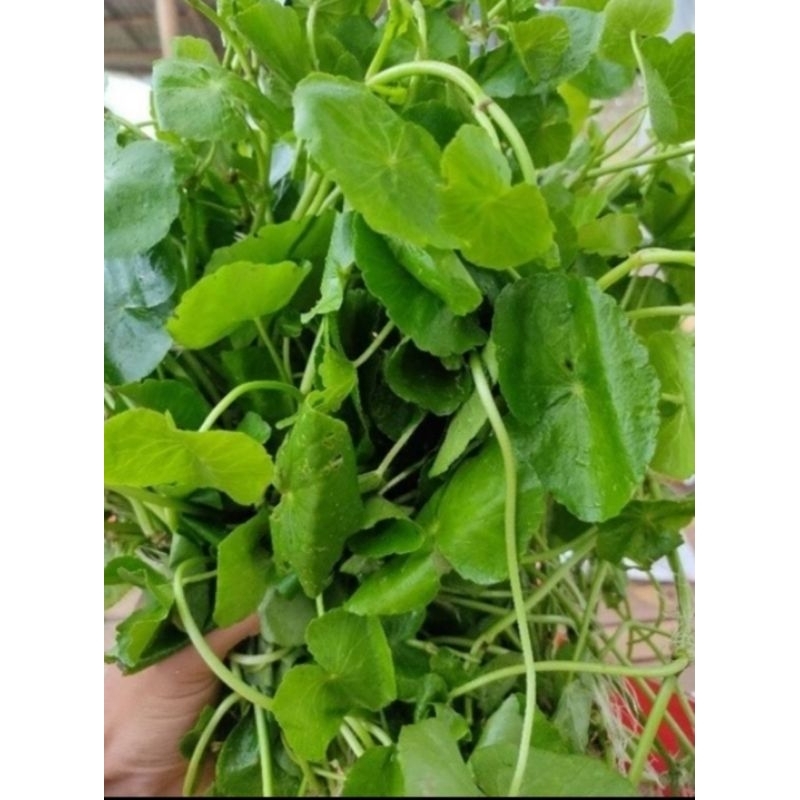 

daun antanan sawah segar 250 gram