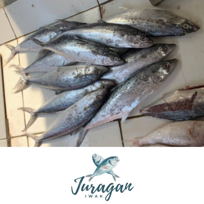 

Ikan Tenggiri (1 kg dan 500 gr)