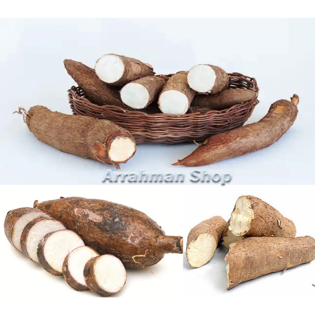 

Singkong Mentah - Singkong Pohong - Ketela Fresh Berkualitas - SIngkong 1 kg