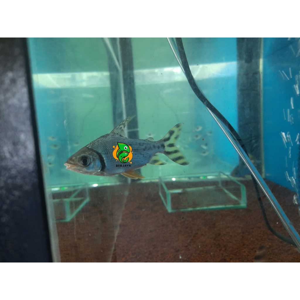 Ikan Red Feifeng Ukuran 12 cm