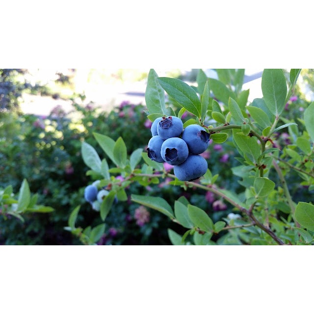 BIBIT TANAMAN BERKUALITAS BIBIT BUAH BLUEBERRY// SENJA BIBIT// BIBIT BUAH-BUAHAN