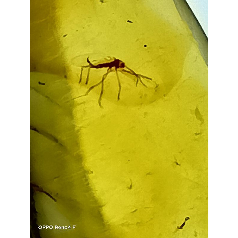 AMBER ALAMI  SERANGGA ( AMBER INSECT) BURMITE AMBER