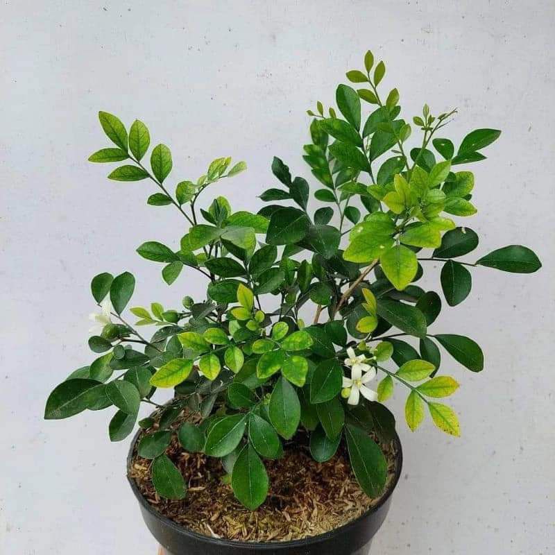Bahan Bonsai Kemuning