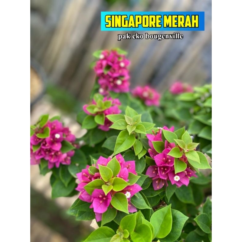 Bougenville SINGAPORE MERAH