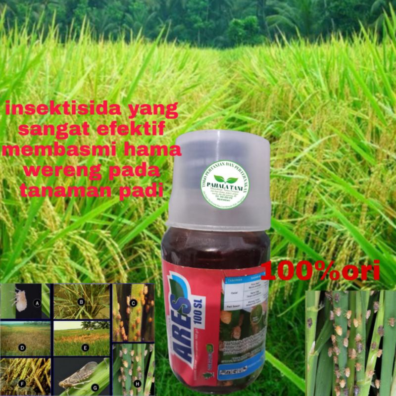 ARES 100 SL/insektisida wereng/nitenpiram/hama wereng/pembasmi wereng/racun wereng/obat wereng