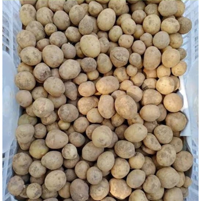 

kentang rendang/kecil 250gr KIRIM INSTANT