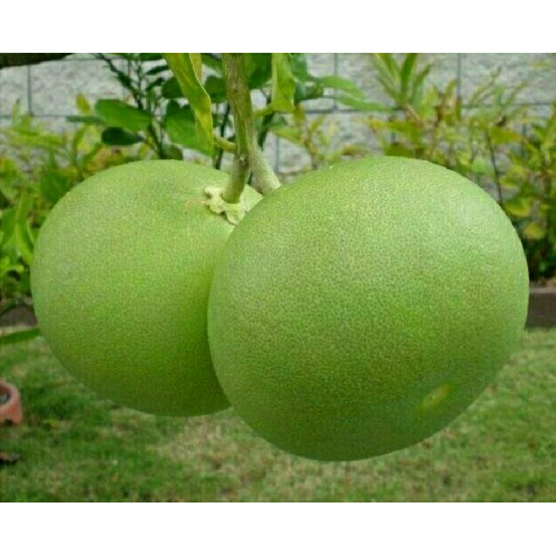 

Buah jeruk purut/jerukBali