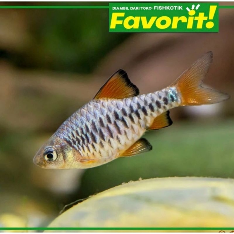Ikan Checker Barb Hias Aquascape Hiasan Aquarium Tanaman Air Tawar