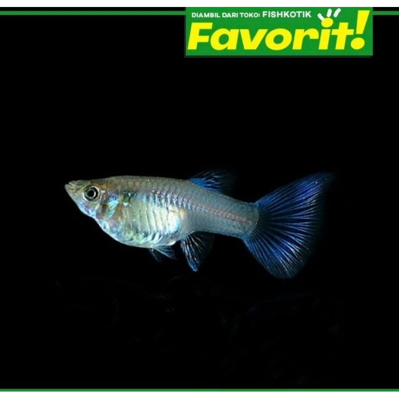 Guppy Blue Moscow Betina Ikan Hias Aquascape Hiasan Aquarium