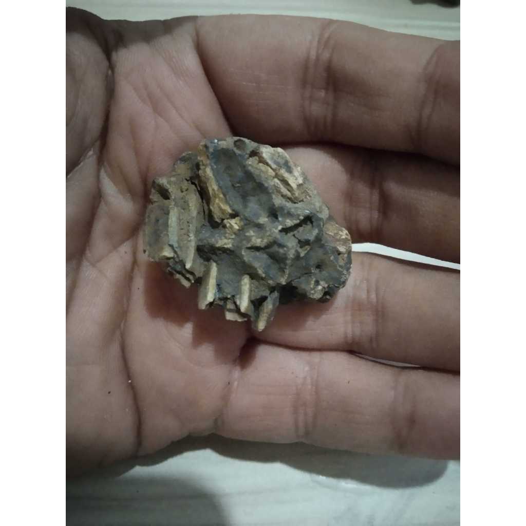 Fosil Temuan Kuno Jadul Antik