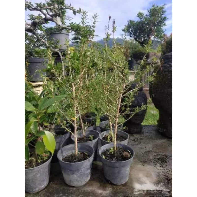 Bahan Bonsai Suweng Langka Bunga Kuning