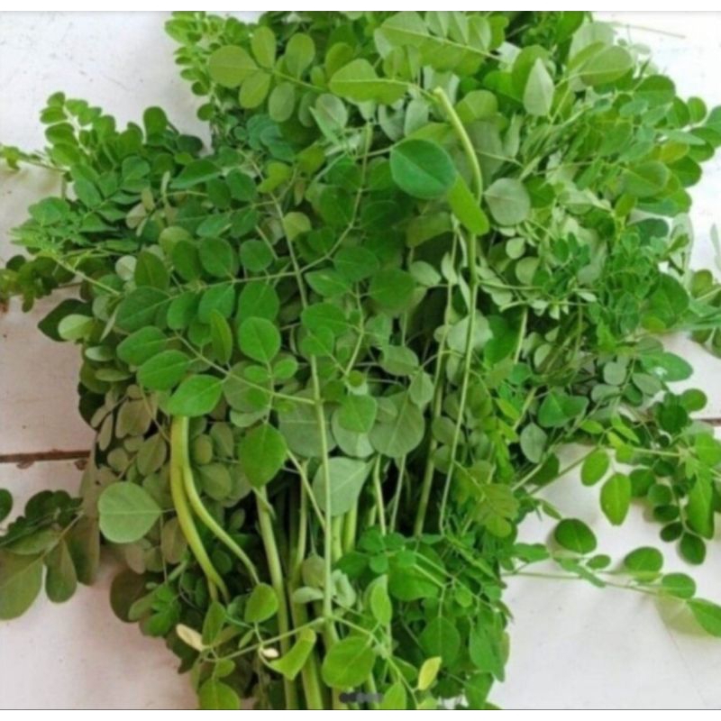 

daun kelor
