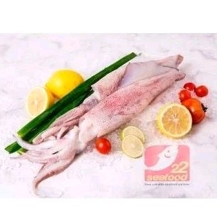 

Cumi Utuh 500 gram (15-20 cm) Cumi Papua / Cumi Loligo / Seafood 22